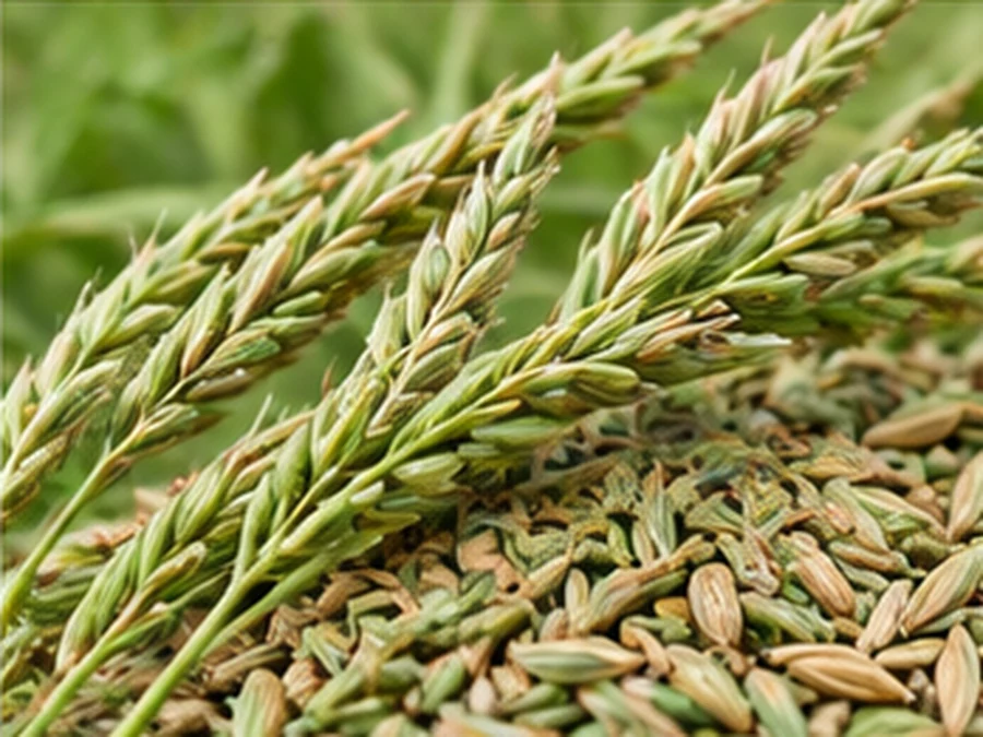 Grass Seed Processing